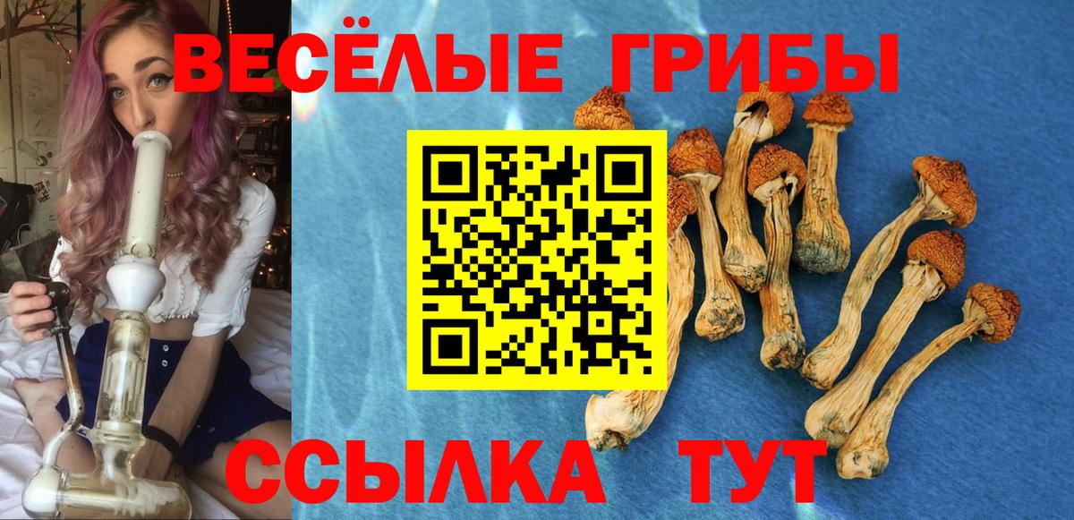 Псилоцибиновые грибы Psilocybe  Вход с VPN  Норильск 